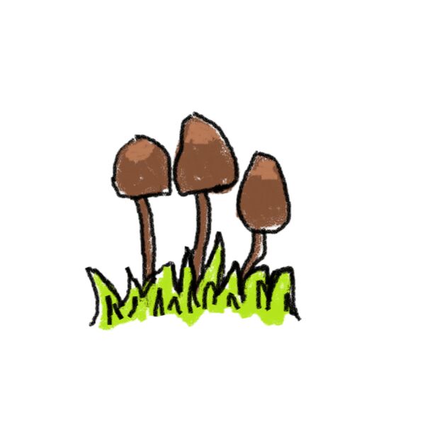 magic mushrooms transformed Thumbnail